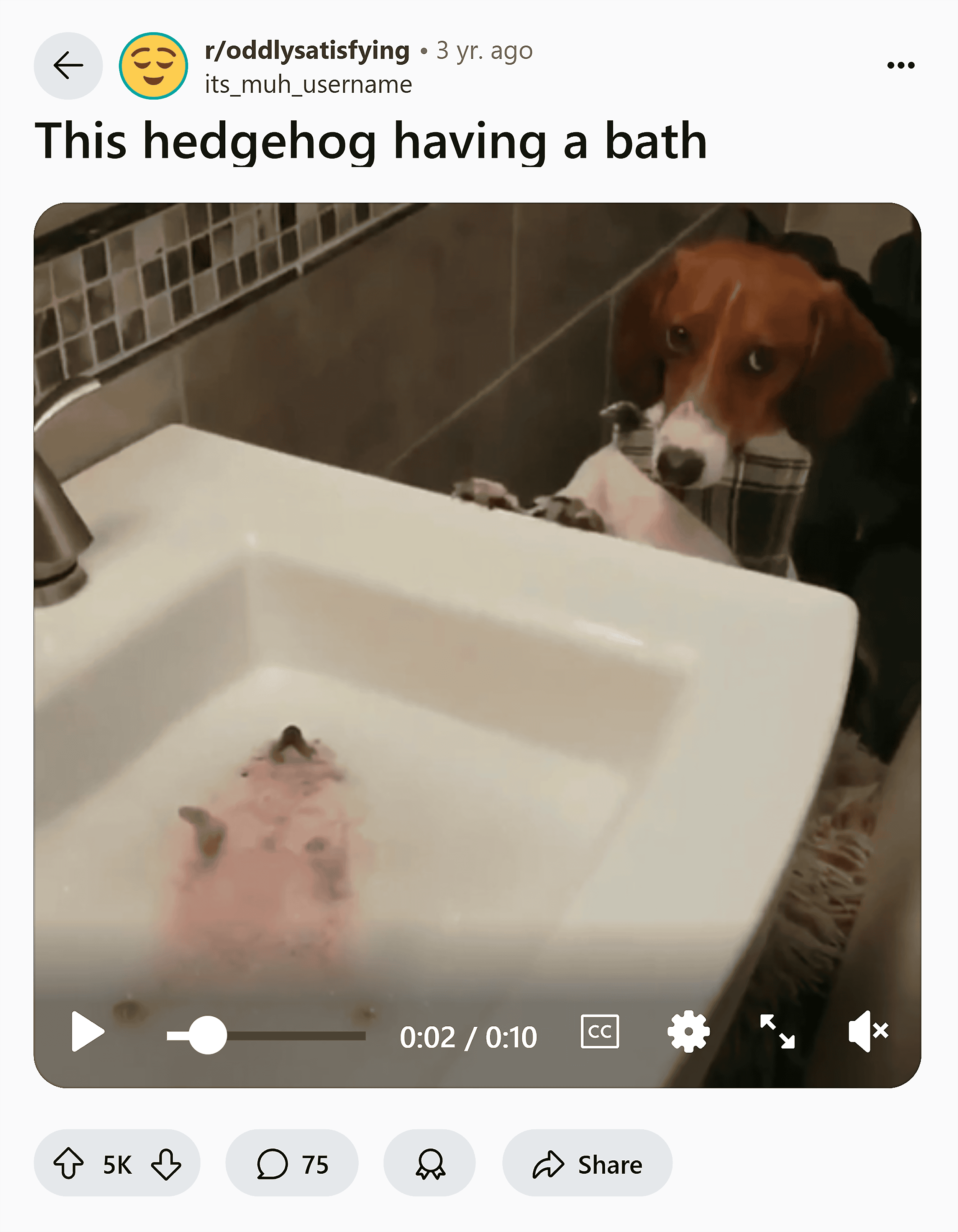 Reddit – Hedgehog having a bath